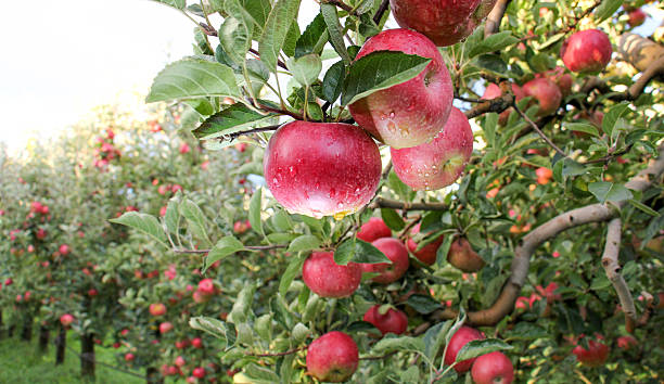 The Hidden Social Lives of Fruit Trees